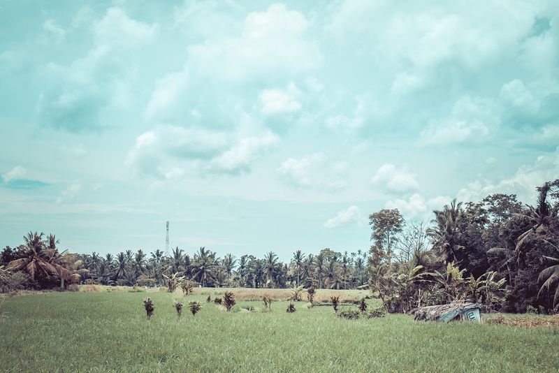 resources of Wet-blue Sheep, Cow exporters