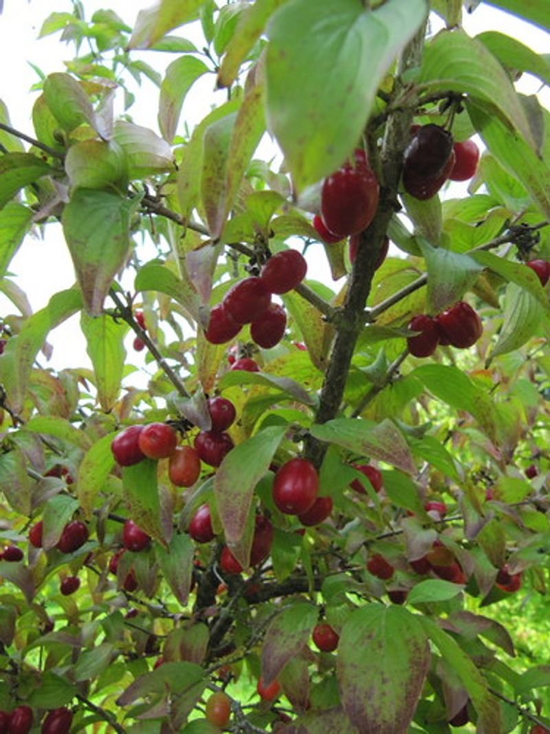 resources of Cherry Tree, Fruit, Dried exporters