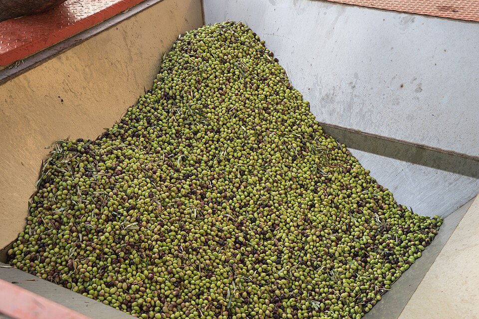 Other Oil Seeds Exporters, Wholesaler & Manufacturer | Globaltradeplaza.com