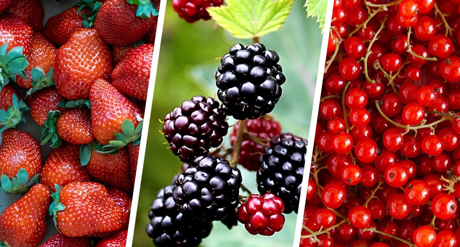 resources of Panax ginseng berry ( fruit ) extract exporters