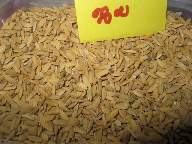 resources of Premium Quality Wheat exporters