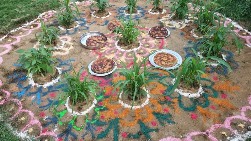 resources of Paddy exporters