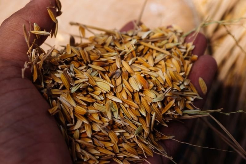 resources of MUSTARED SEED exporters