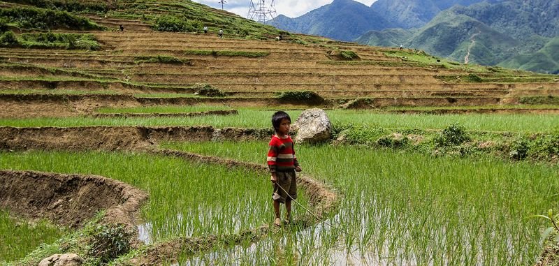 resources of Paddy seed exporters