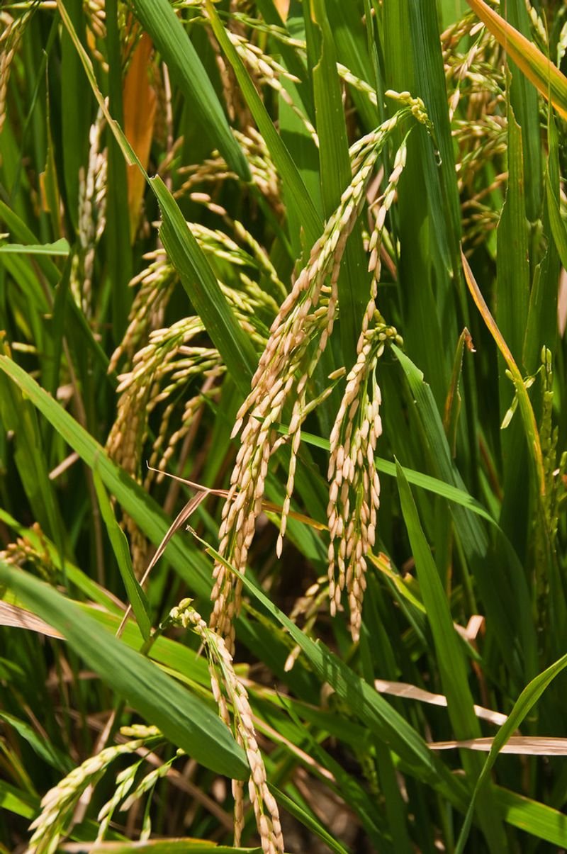 resources of Paddy exporters