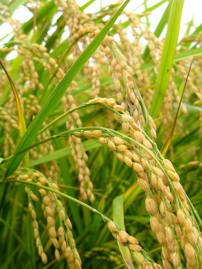 resources of Paddy seeds exporters