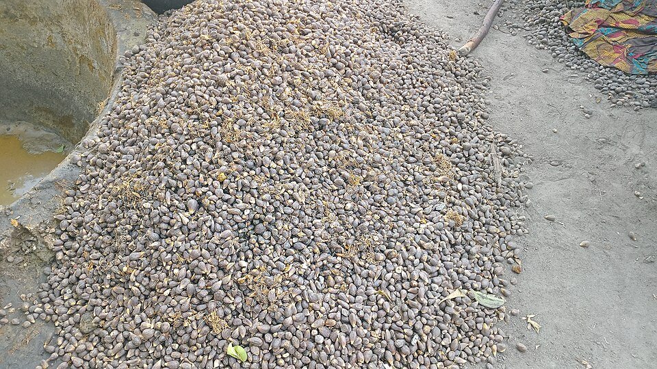 Palm Kernel Exporters, Wholesaler & Manufacturer | Globaltradeplaza.com