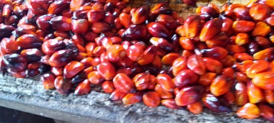 Palm Nuts Exporters, Wholesaler & Manufacturer | Globaltradeplaza.com