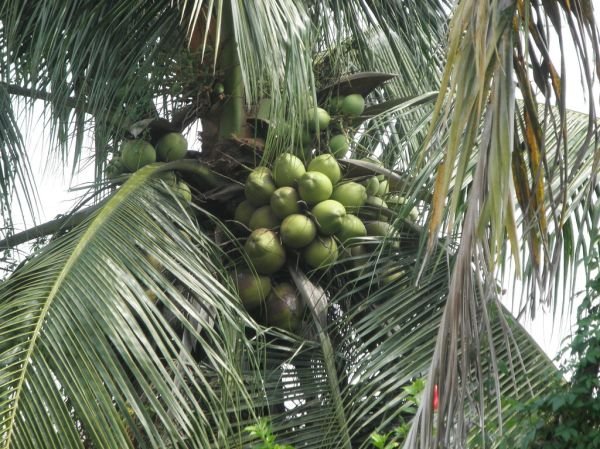resources of Whole Green Coconut exporters