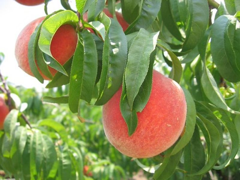 resources of Canned Peach exporters resources of Canned Peach exporters