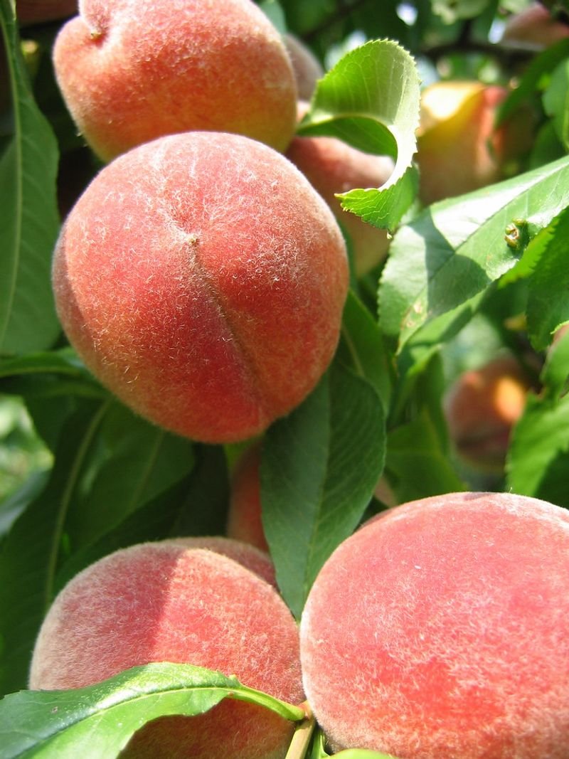 resources of Etude House Peach Farm Eye Palette exporters