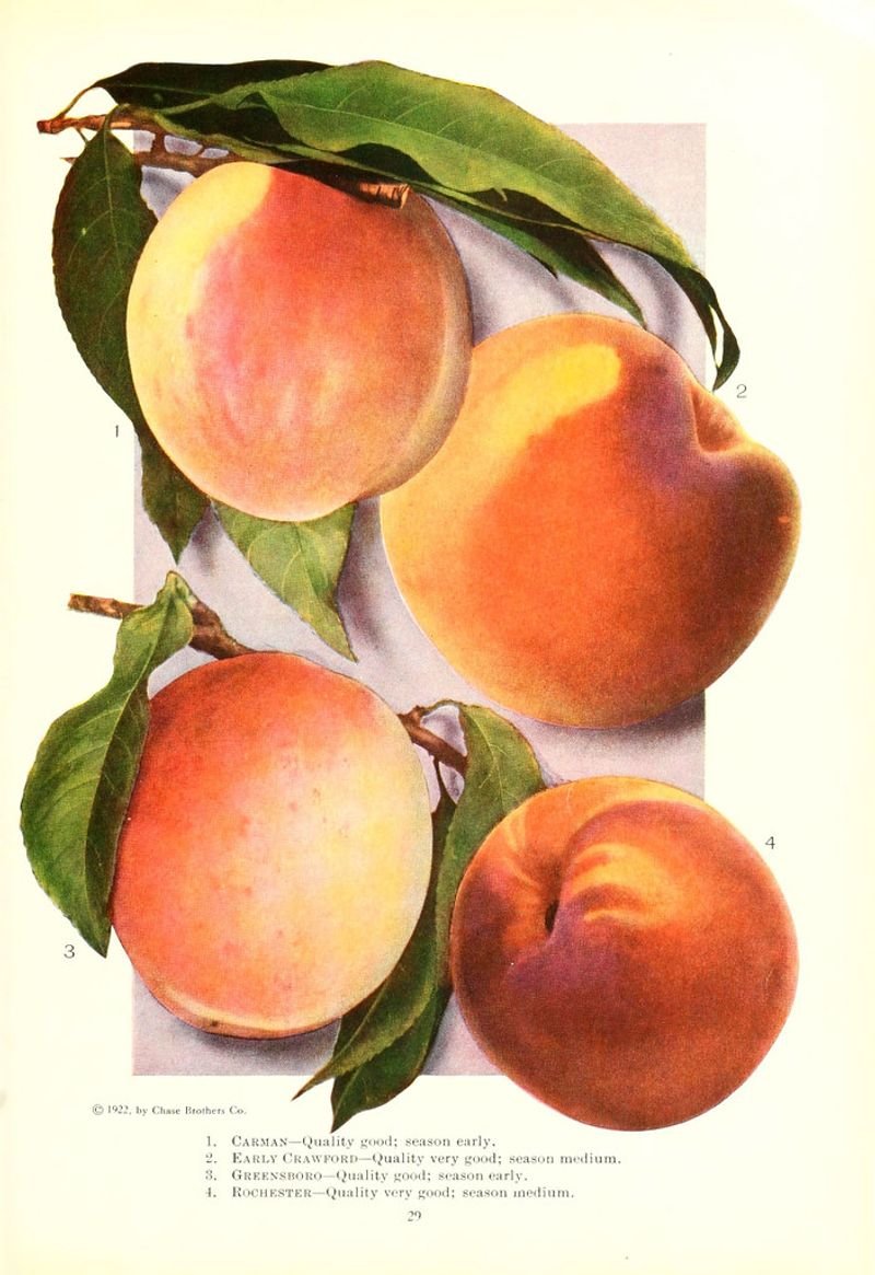 resources of Freeze Dried Yellow Peach exporters
