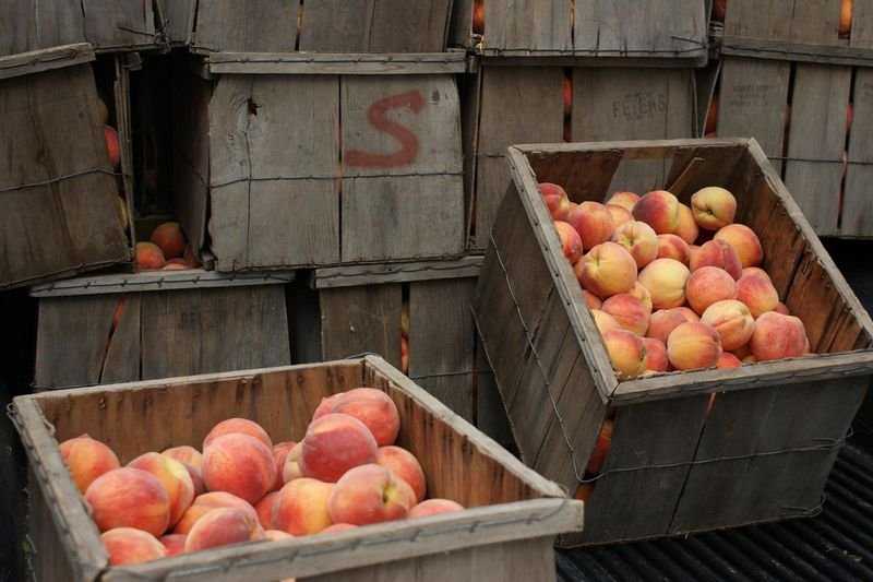 resources of Peach exporters