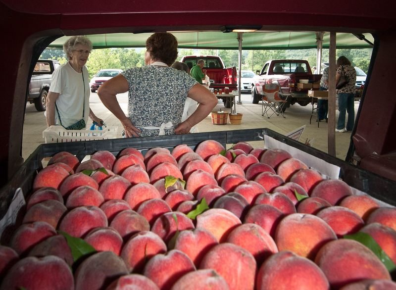 resources of Pink Lady Apples exporters