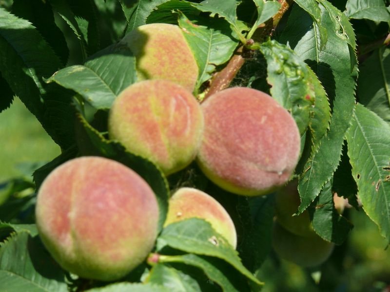 resources of Raw Peanuts exporters