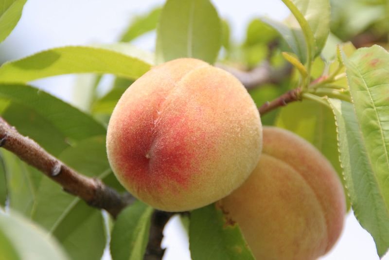resources of Peach Flavor Syrup exporters
