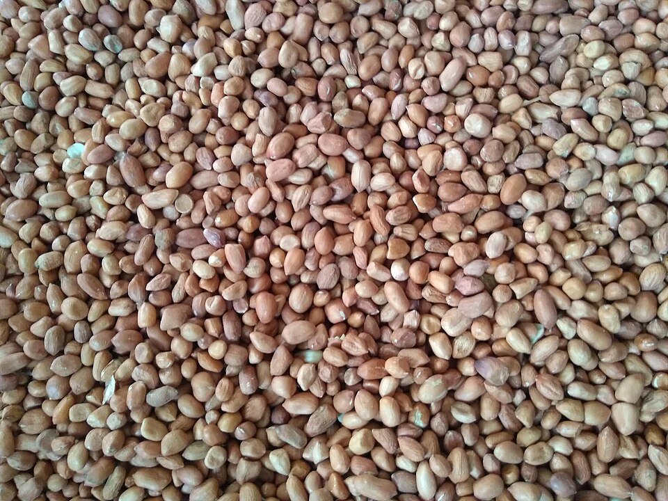 Peanut Kernel Exporters, Wholesaler & Manufacturer | Globaltradeplaza.com