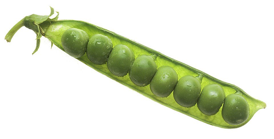 Peas Exporters, Wholesaler & Manufacturer | Globaltradeplaza.com