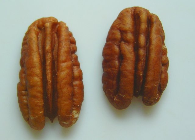 Pecan Nuts Exporters, Wholesaler & Manufacturer | Globaltradeplaza.com