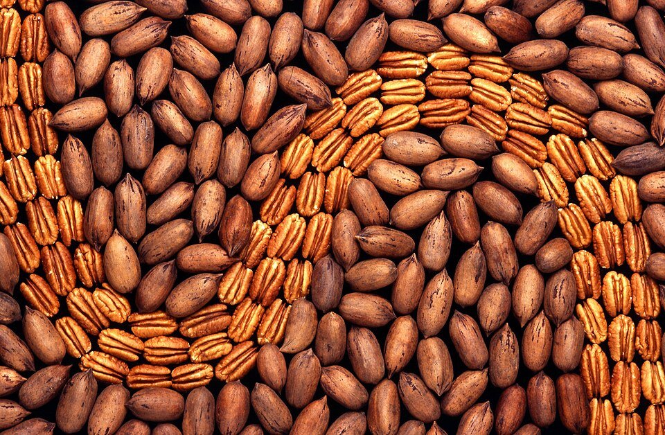 resources of Pecan Nuts exporters