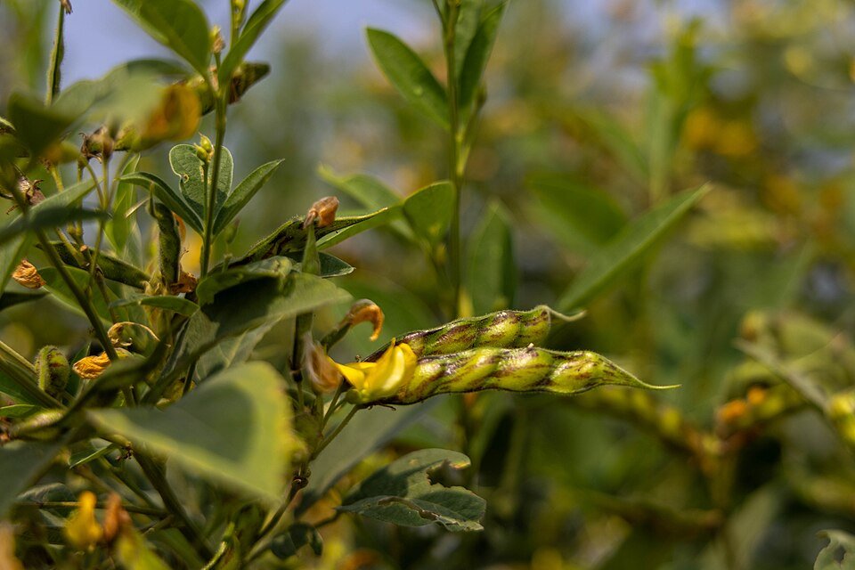 Pigeon Peas Exporters, Wholesaler & Manufacturer | Globaltradeplaza.com