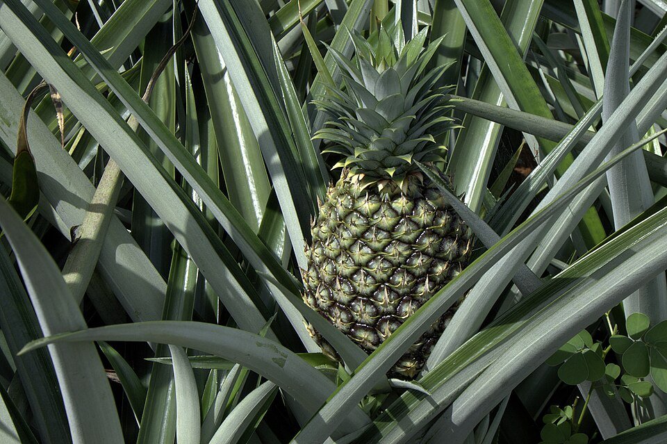 Pineapple Exporters, Wholesaler & Manufacturer | Globaltradeplaza.com