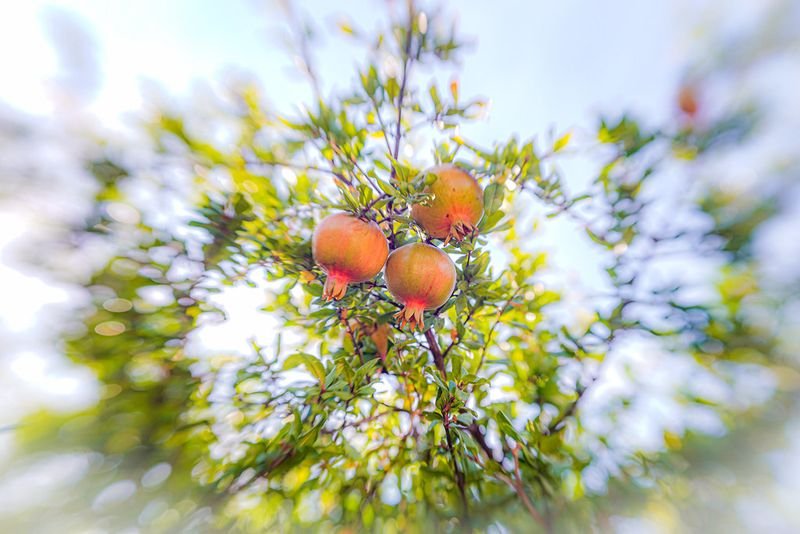resources of Sea Buckthorn exporters