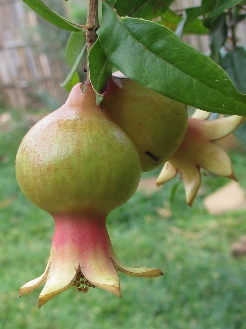 resources of Pomegranate exporters