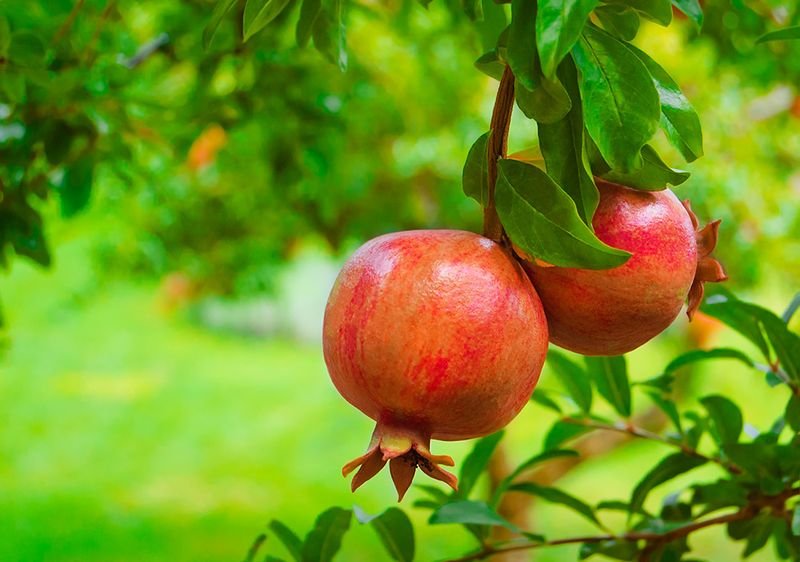 resources of Fresh Pomegranates exporters