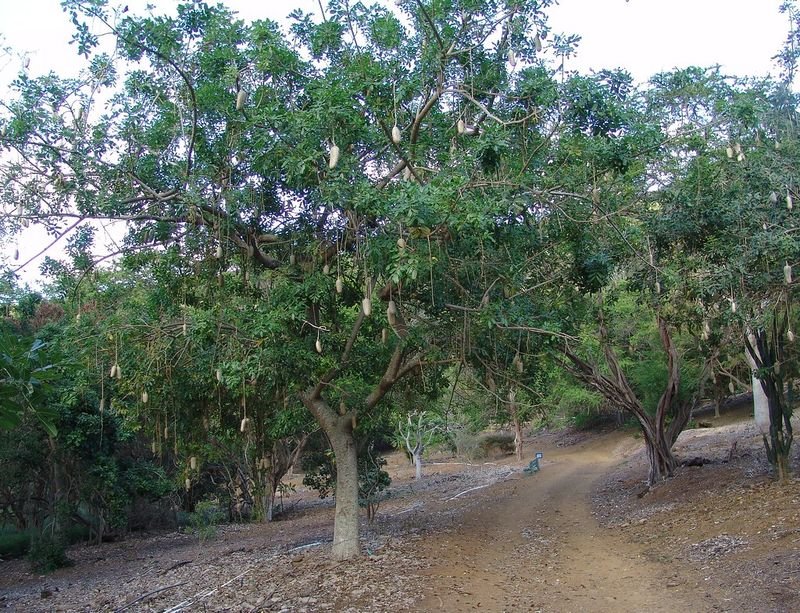resources of Tee tree exporters