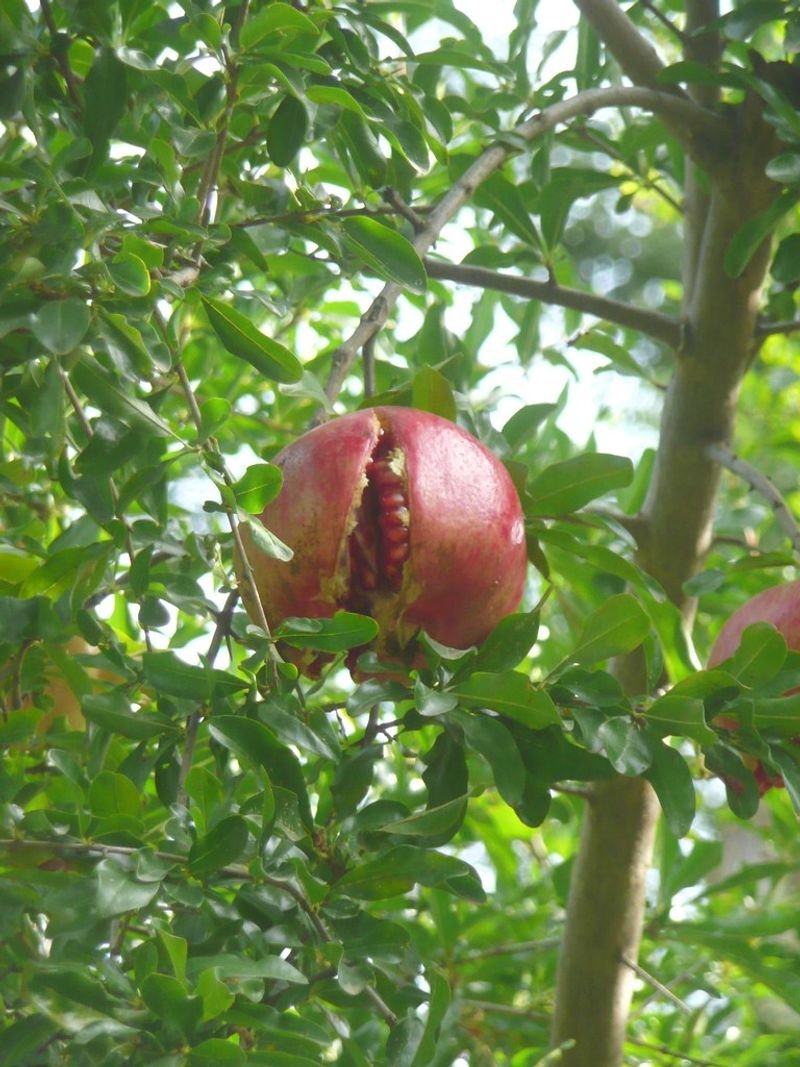 resources of Pomegranate Organic Oil exporters