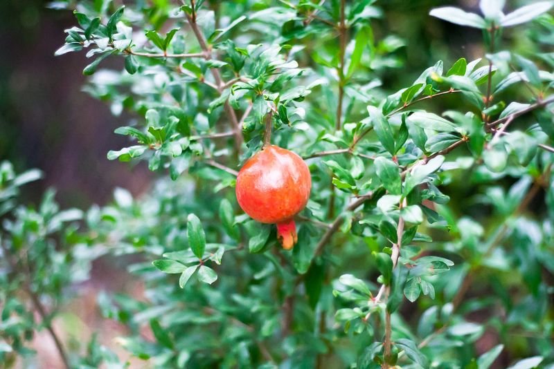 resources of Pomegranate exporters