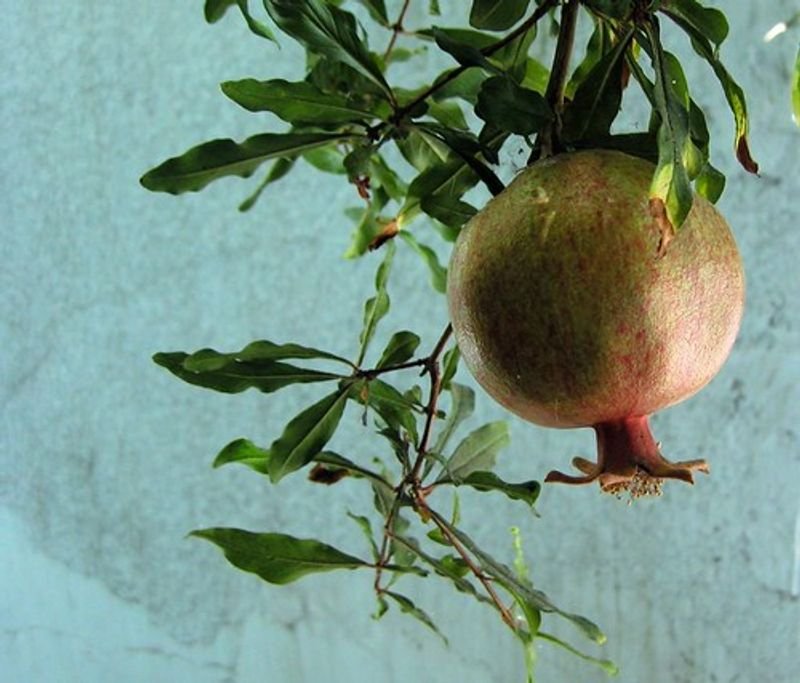 resources of Natural Pomegranate Fruit Powder exporters