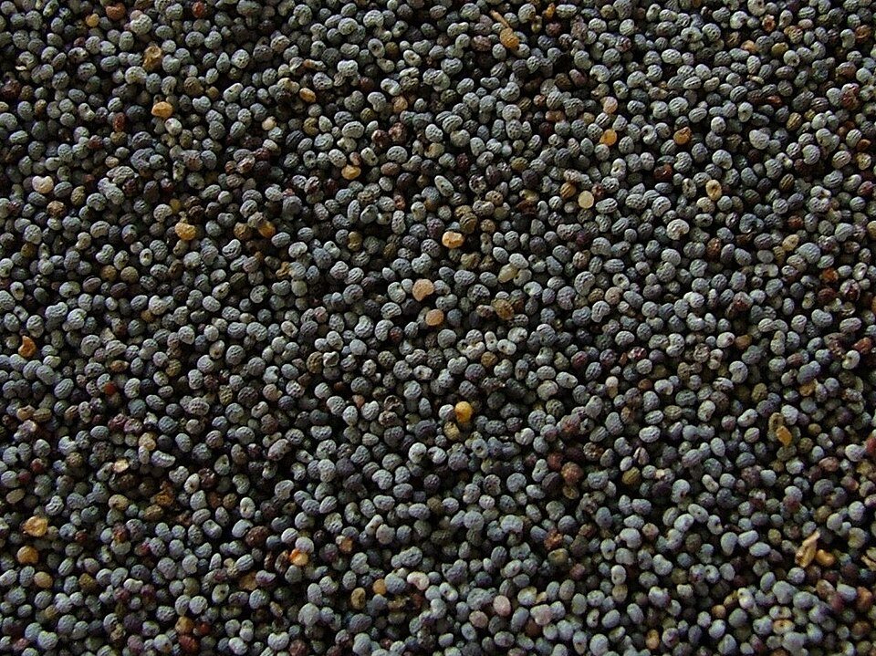 Poppy Seeds Exporters, Wholesaler & Manufacturer | Globaltradeplaza.com