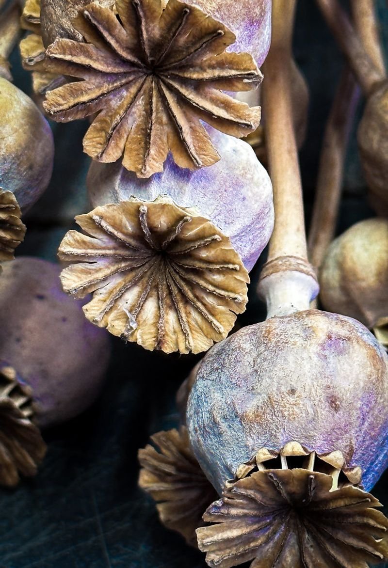 resources of Artichoke Quarter exporters