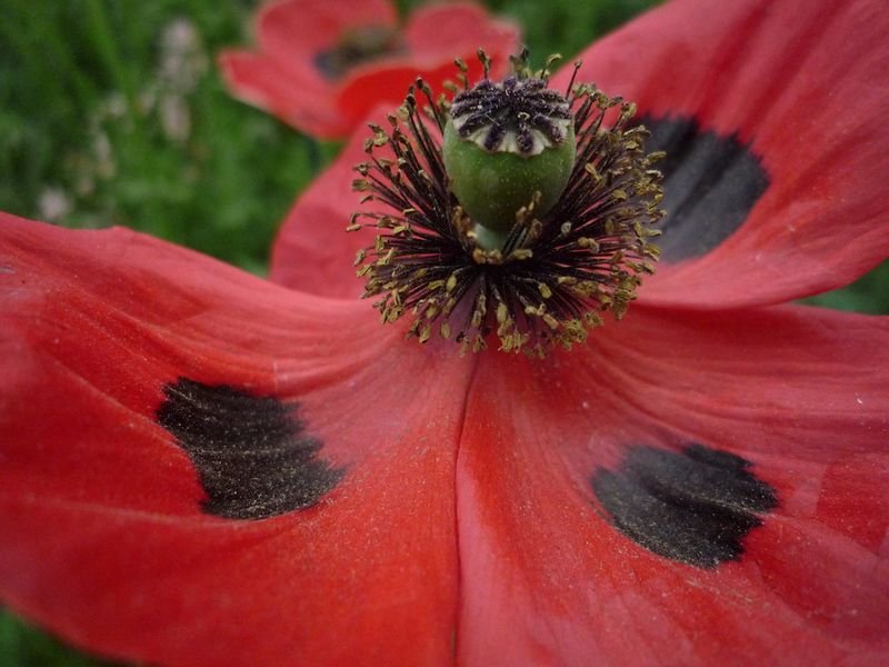 resources of Poppy exporters