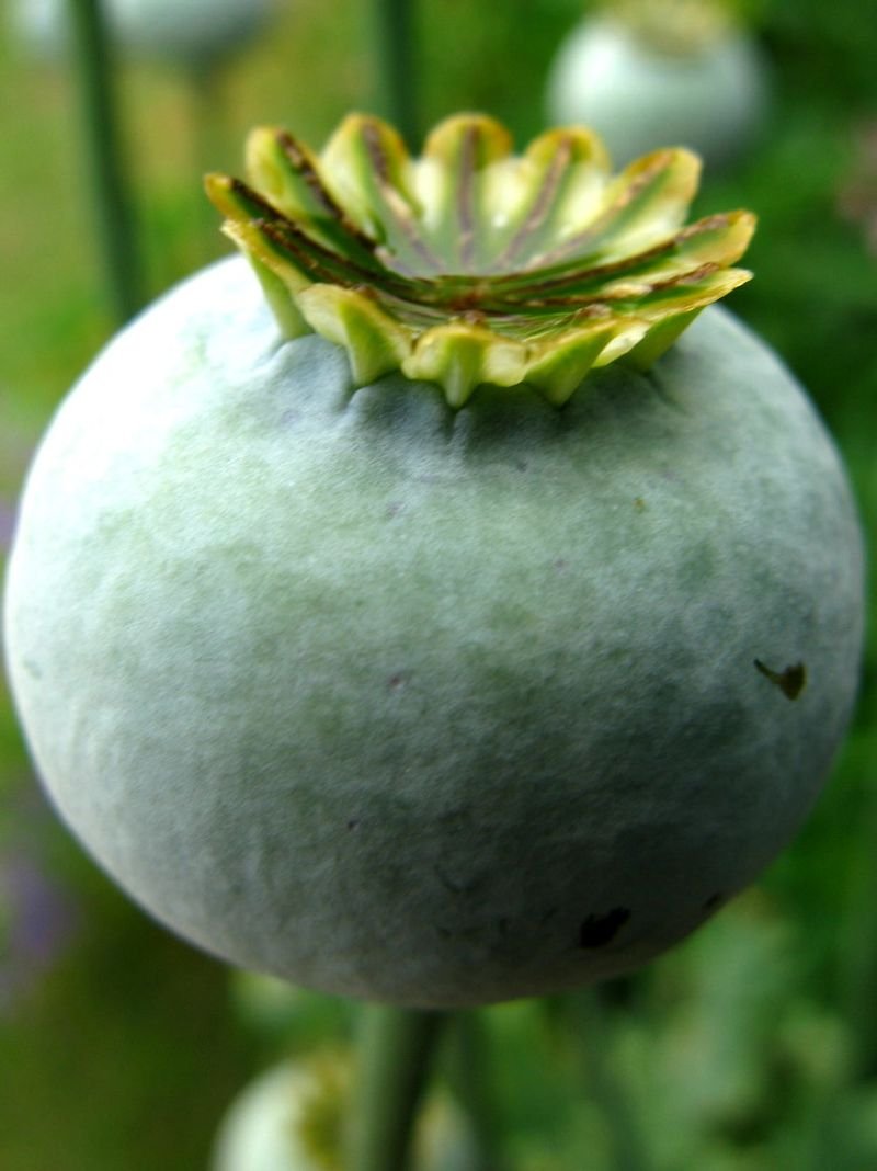 resources of Bitter Gourd(white) exporters