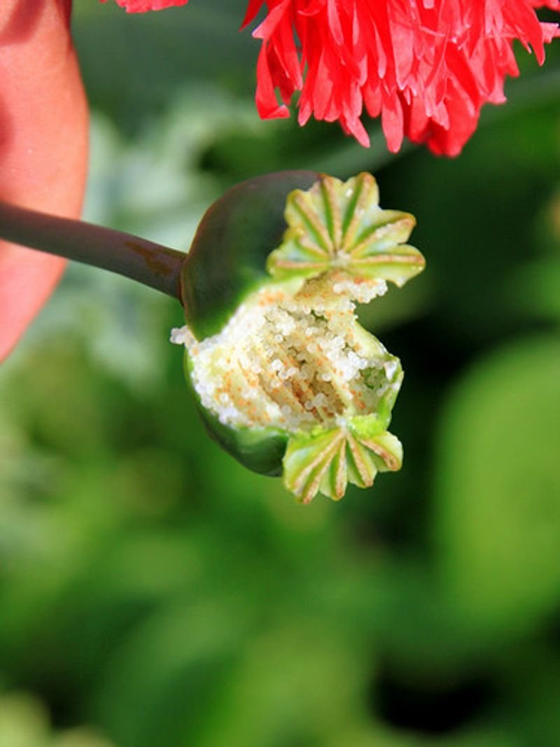 resources of Tribulus exporters
