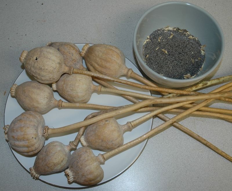 resources of Handmade Coconut/ Wooden Spoon For Dinner exporters