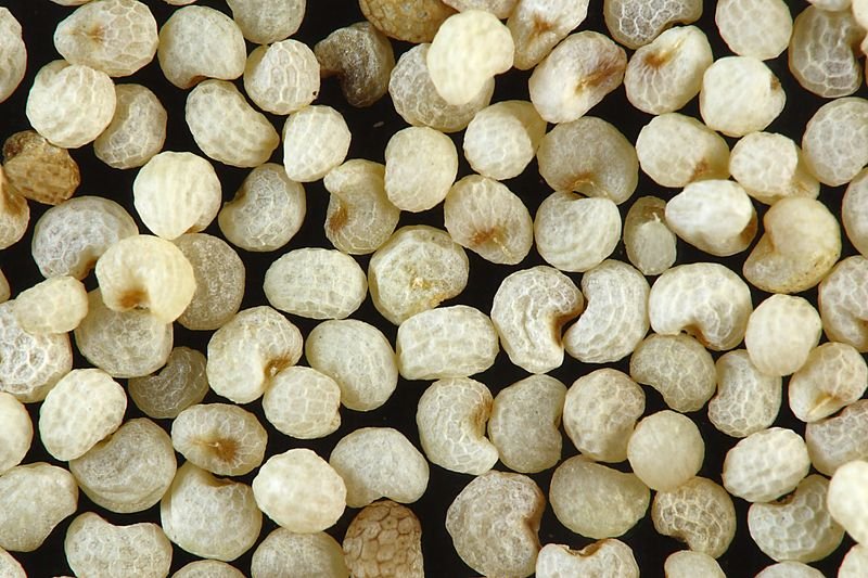 resources of Juanitas Mexican Style Hominy 25Oz exporters