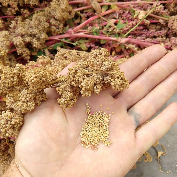 resources of Dried Globe Amaranth Flower Tea exporters