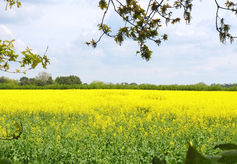 Rape Seed Exporters, Wholesaler & Manufacturer | Globaltradeplaza.com