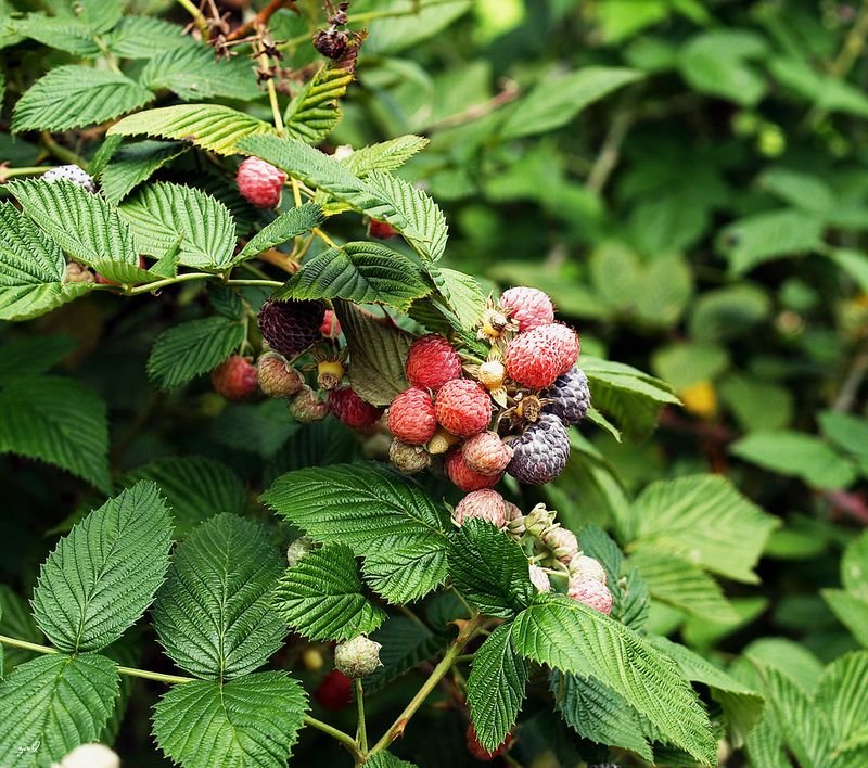 resources of Raspberries Rubus chingii Hu exporters