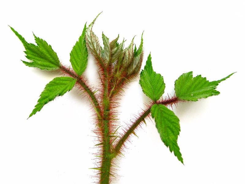 resources of Coleus Forskohlii Roots exporters