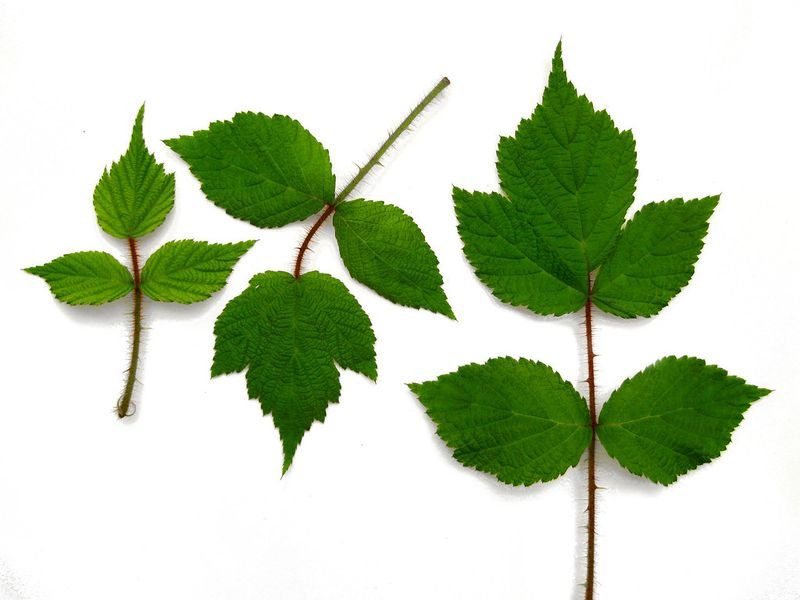 resources of Common Birch Leaf Betula Pendula exporters