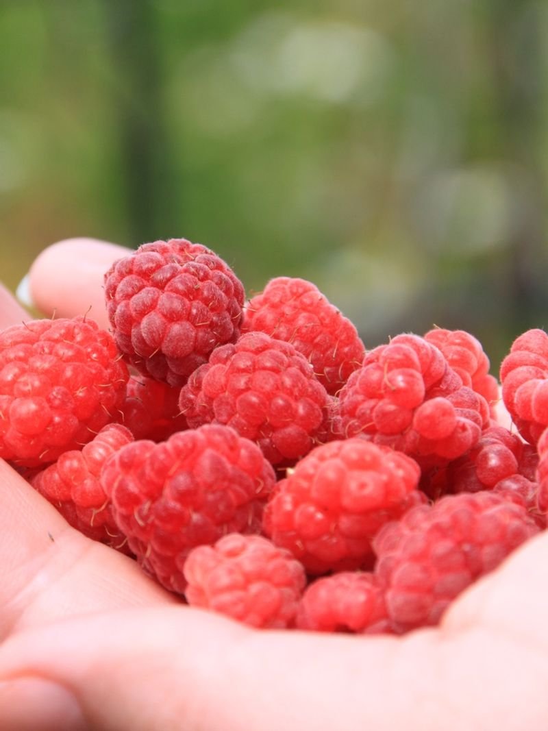 resources of NATURAL RUBER exporters