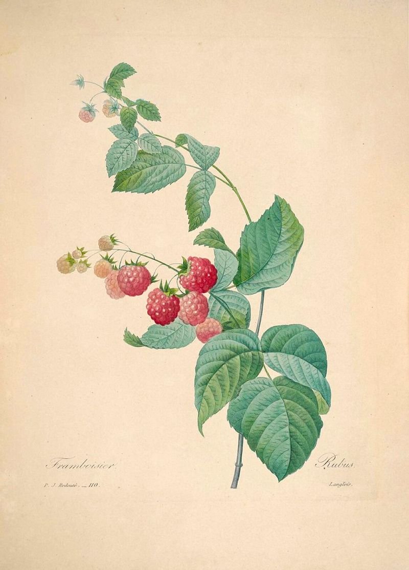 resources of Raspberry plants exporters