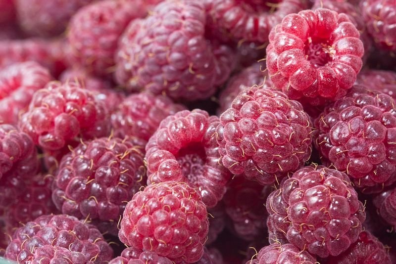 resources of Fresh Raspberry Sparkling Water exporters