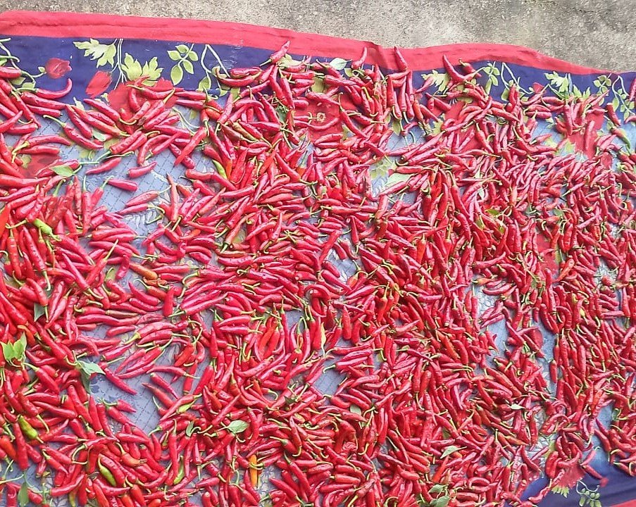 Red Chilli Exporters, Wholesaler & Manufacturer | Globaltradeplaza.com