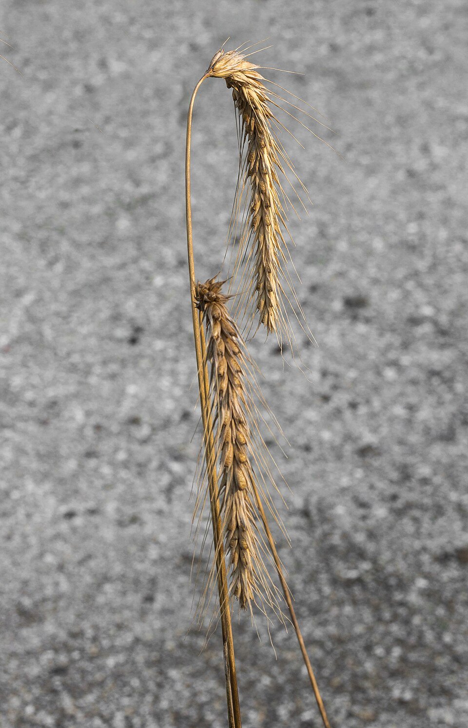 resources of Rye exporters resources of Rye exporters